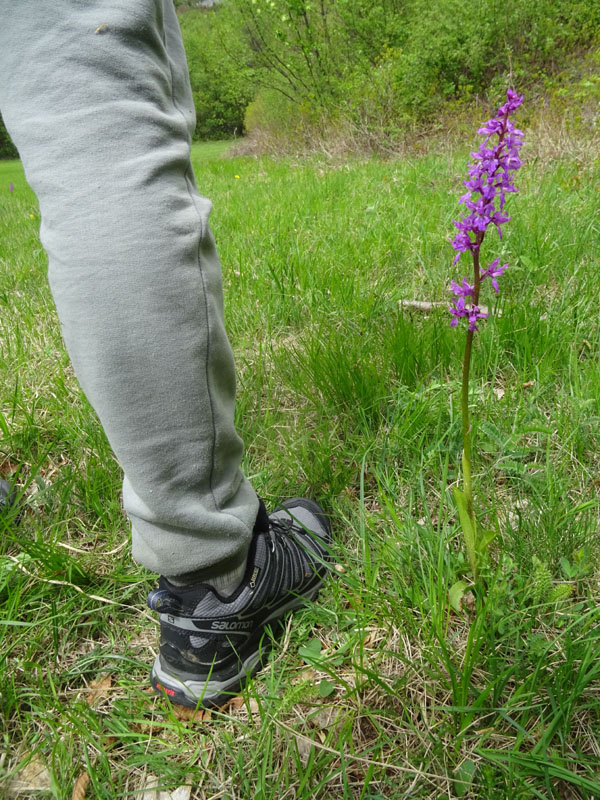 Orchis mascula subsp. speciosa